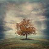 Acheron tree in Autumn