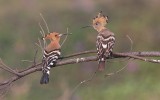 PAIR OF HOOPOE