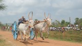 BULLOCK CART RACE AT MEDAPADU